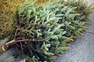 Christmas Tree Collection 4