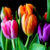 amem_tulips2