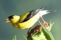 goldfinch-photo