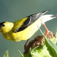 goldfinch-photo