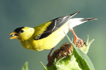 goldfinch-photo