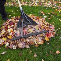 leaf-collection