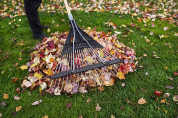 leaf-collection