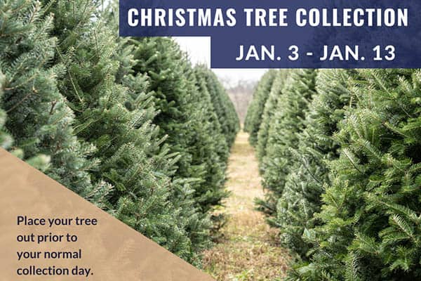 Christiansburg Tree Collection 2