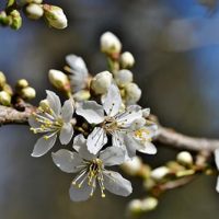 plum-blossoms