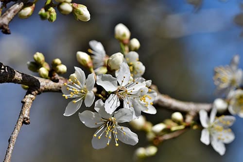 Early warming means frost risk for fruit trees 24