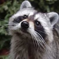 raccoon