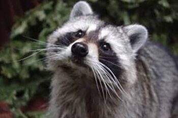 raccoon