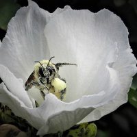 Photo of pollen covered bee wins contest