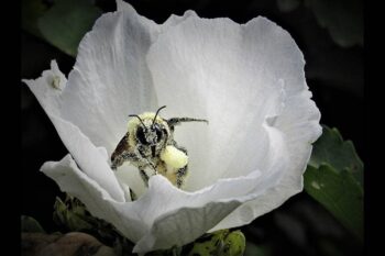 Photo of pollen covered bee wins contest