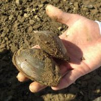 mussel-salvage