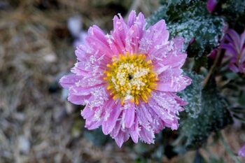 SimsFrostyFlower