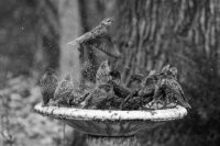 birdbath