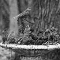 birdbath