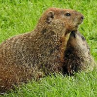groundhogs