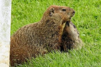 groundhogs