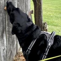 easterbonz