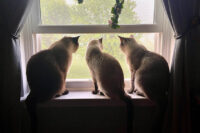 3_cats2