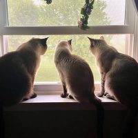3_cats2