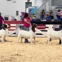 9/28: NRV Sheep & Goat Festival