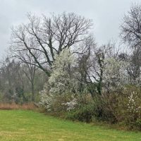 11/02: Tree Exchange