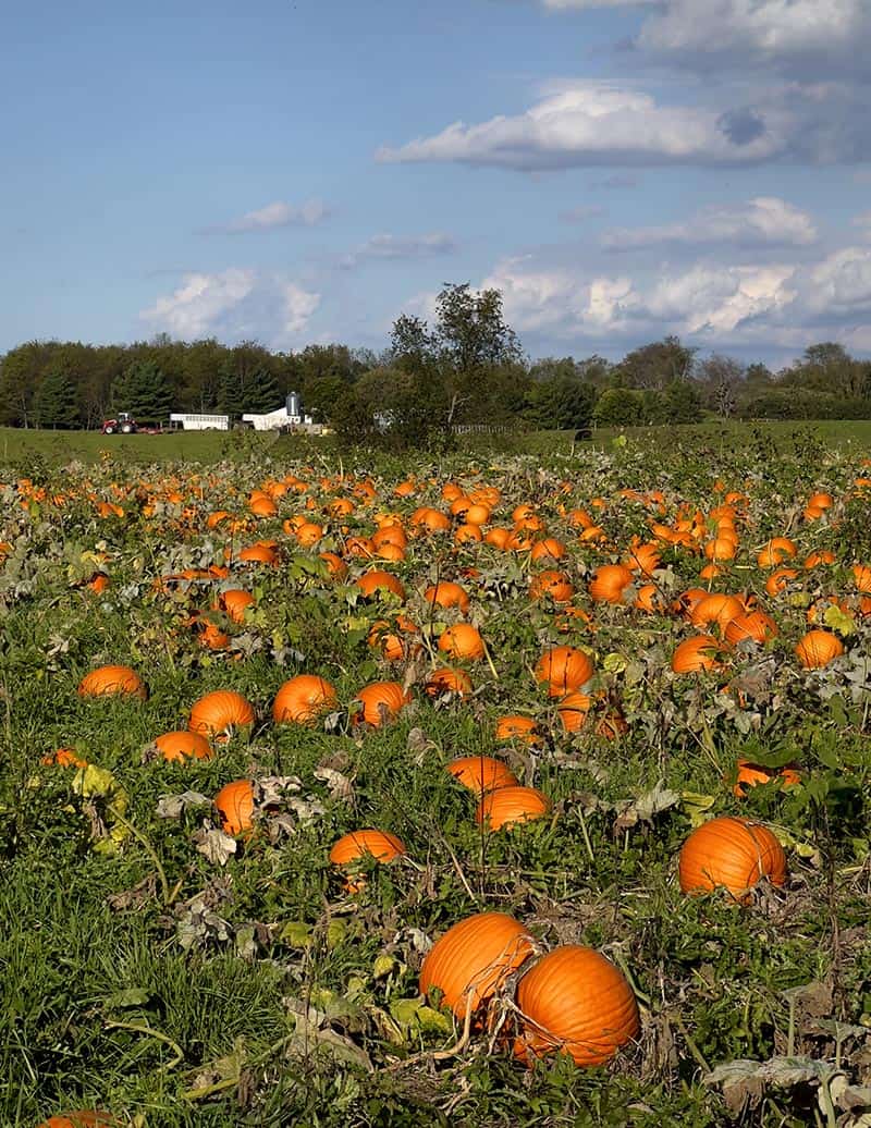 Fall scene wins photo club landscape challenge 7