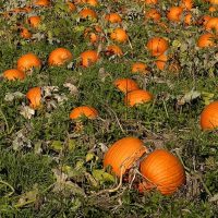 crowder_pumpkin_patch1