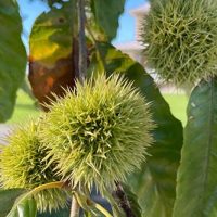 Native Chestnut Trees Returning