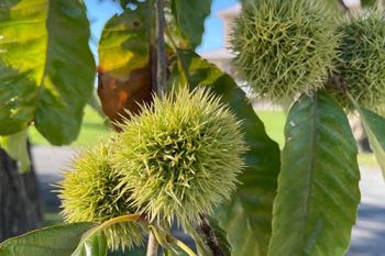 Native Chestnut Trees Returning