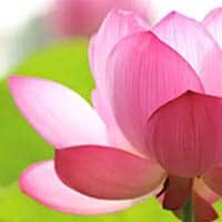 amem_pink_lotus