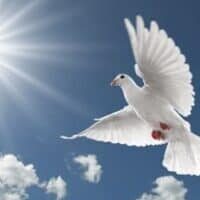 amem_whitedove