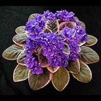 Ernest, Rachel Nixon 6