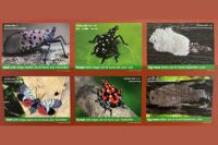 Spotted Lanternfly Now Widespread