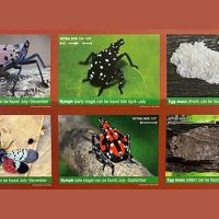 Spotted Lanternfly Now Widespread