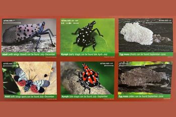 Spotted Lanternfly Now Widespread