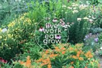 pollinator-garden