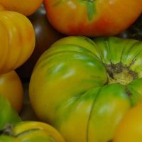 tomatoes