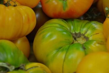 tomatoes