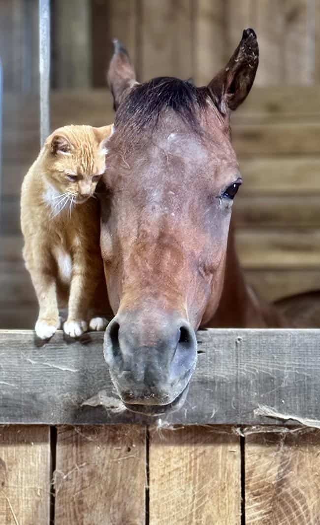 Radford residents win photo contests 5