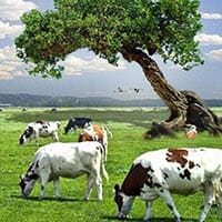 amem_cattle