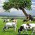 amem_cattle