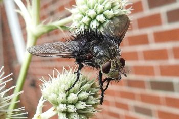 SimsFly