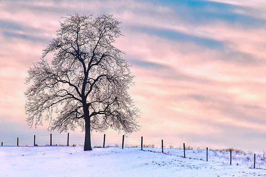 Photo club announces Holiday winners 1