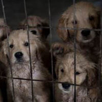 puppy-protection-at