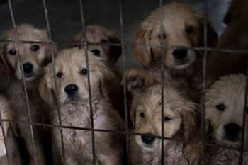 puppy-protection-at
