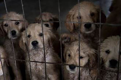Warner introduces Puppy Protection Act 2