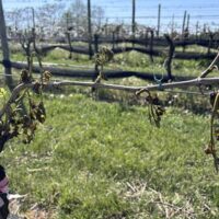 frost-damaged-vines