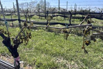 frost-damaged-vines