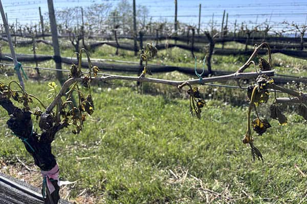 Sweeping spring freezes impact fruit 2