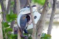 Bluebird_Joyce_Sims